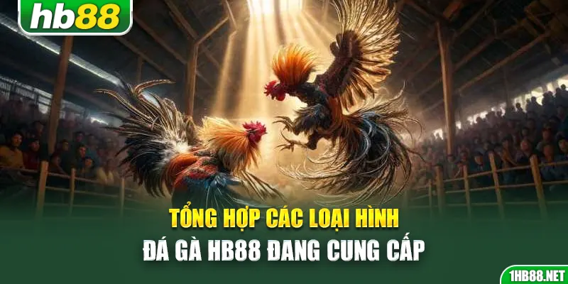 Tổng hợp các loại hình đá gà Hb88 đang cung cấp